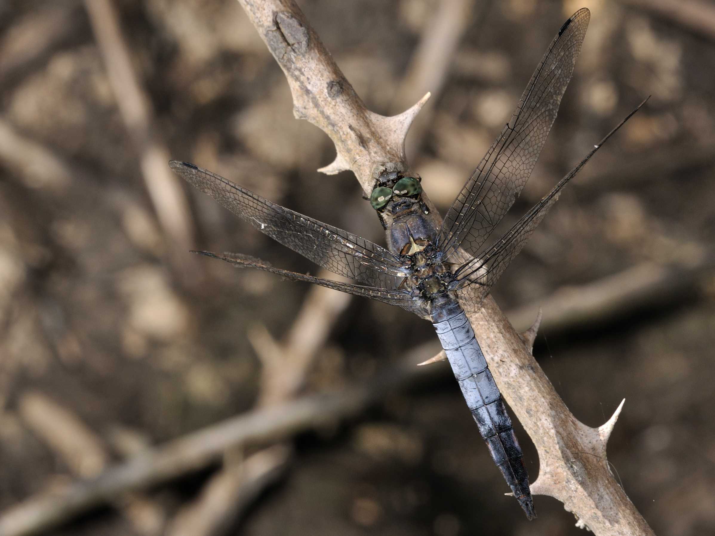 ID Libellula 5 - Orthetrum cancellatum